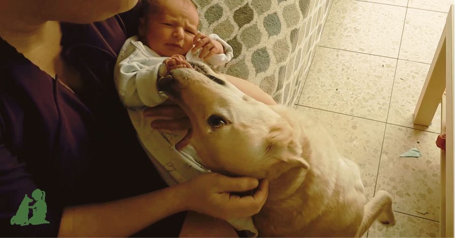 Знакомство собаки с новорожденным: техника безопасности