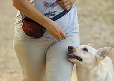 Дрессировка на послушание