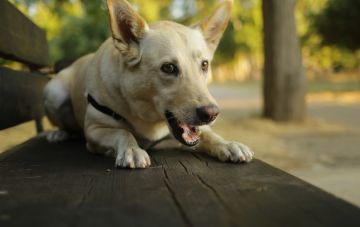 Воспитание собаки: памятка хозяевам