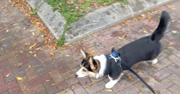 Дрессировка щенка корги