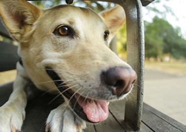 Зоопсихолог в Москве