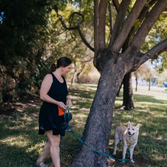 дрессировка собак