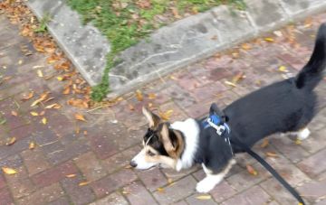 Дрессировка щенка корги