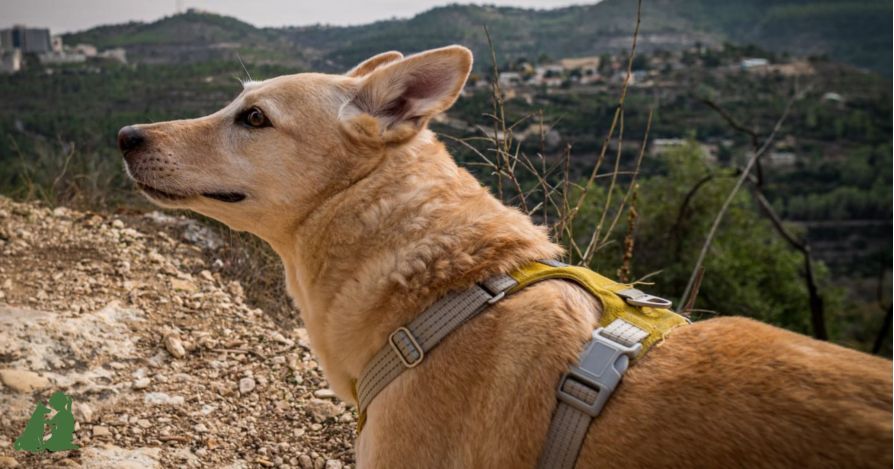 Канистерапия - реальные истории. Страх собак, урок 2