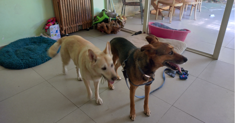 Собака отворачивается - обижается?