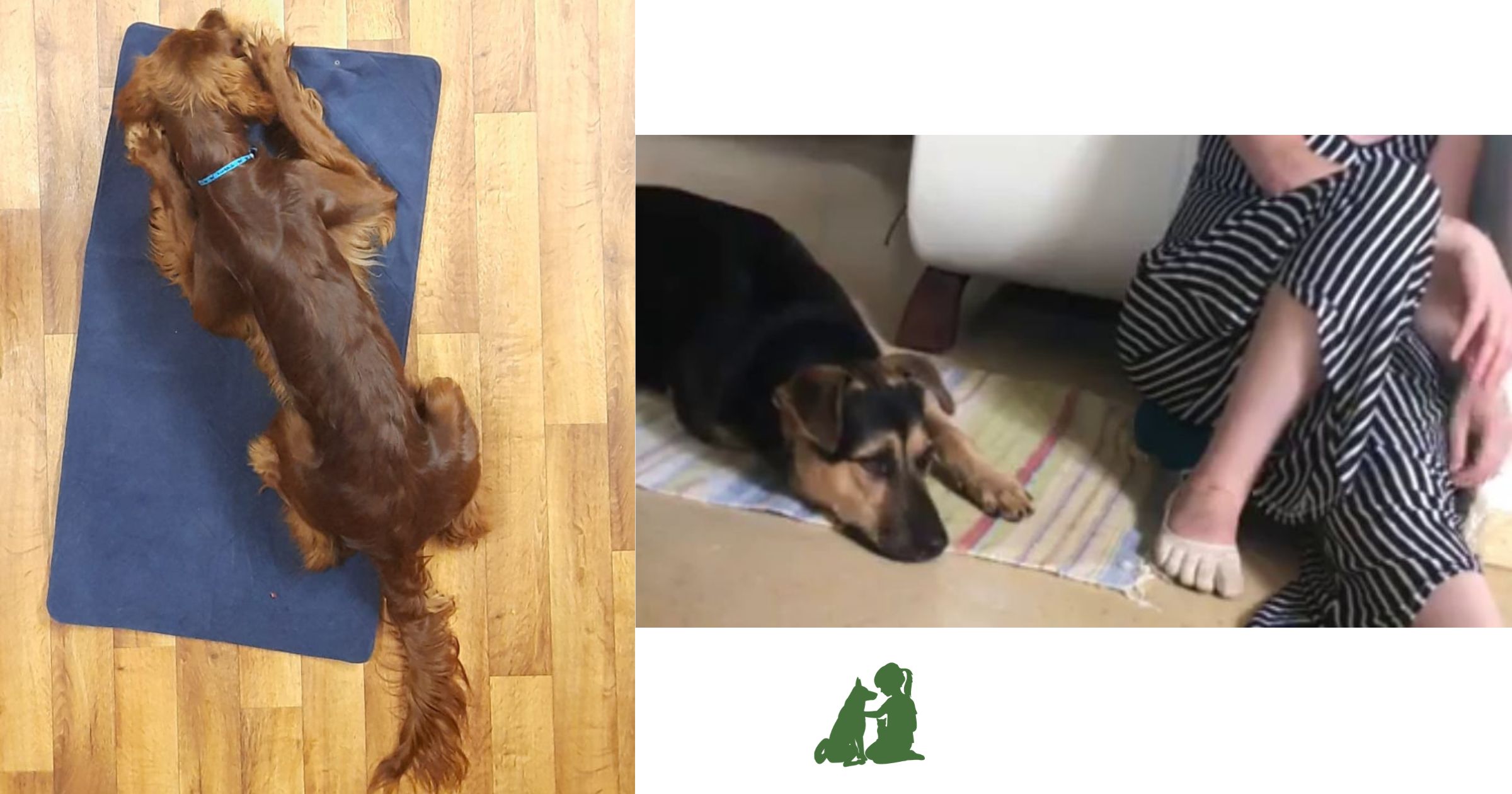 Протокол релаксации: ирландский сеттер