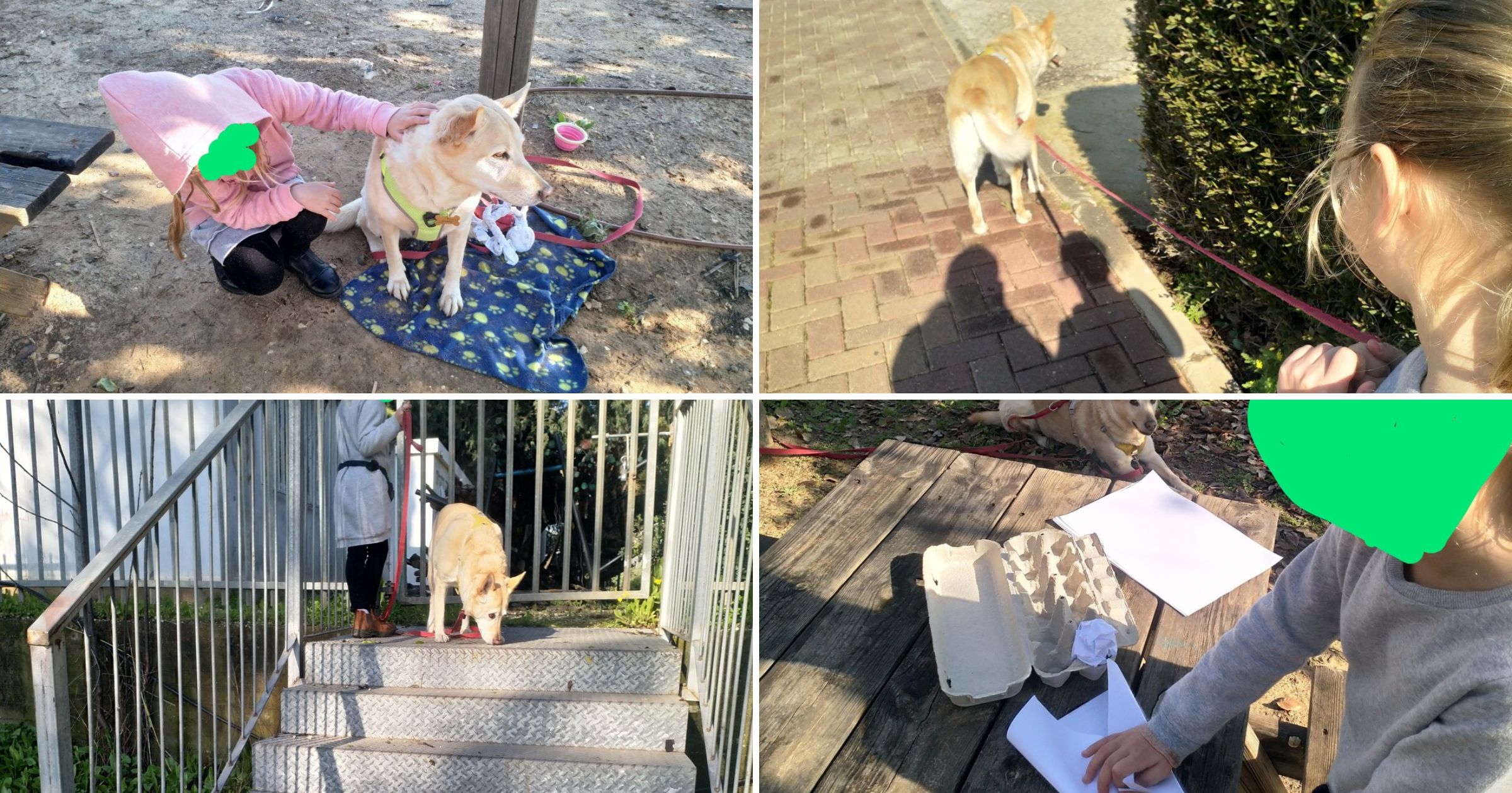 канистерапия страх собак