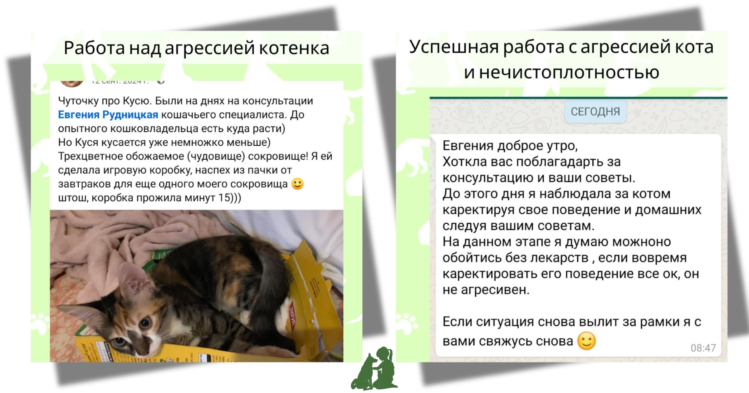 агрессивная кошка