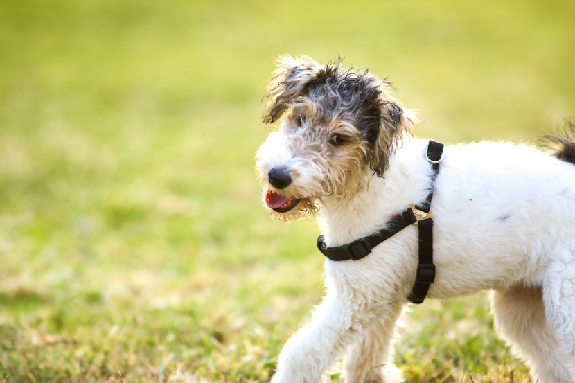 пресса школа "Джильда"