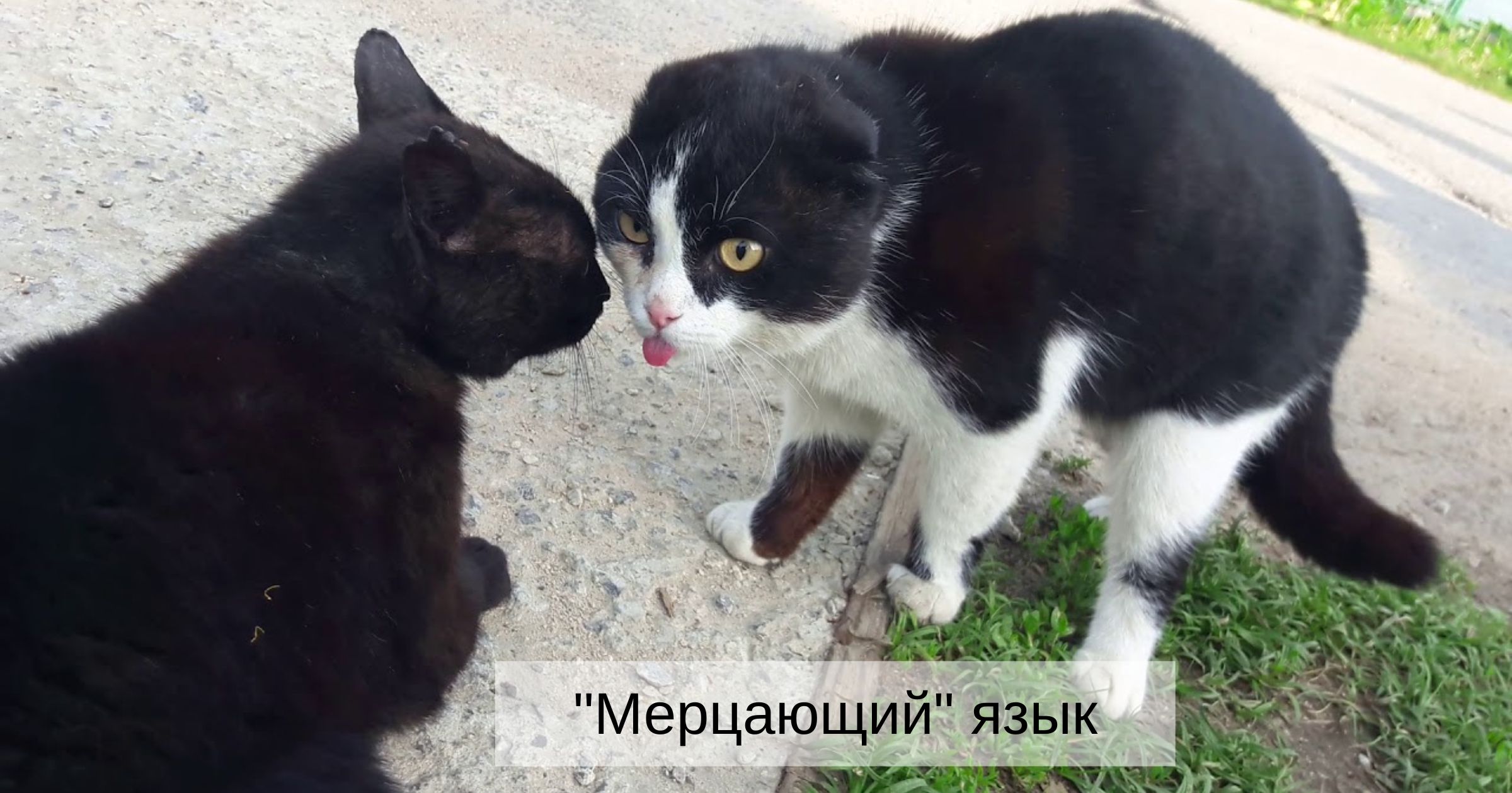 мерцающий язык кошка облизывается