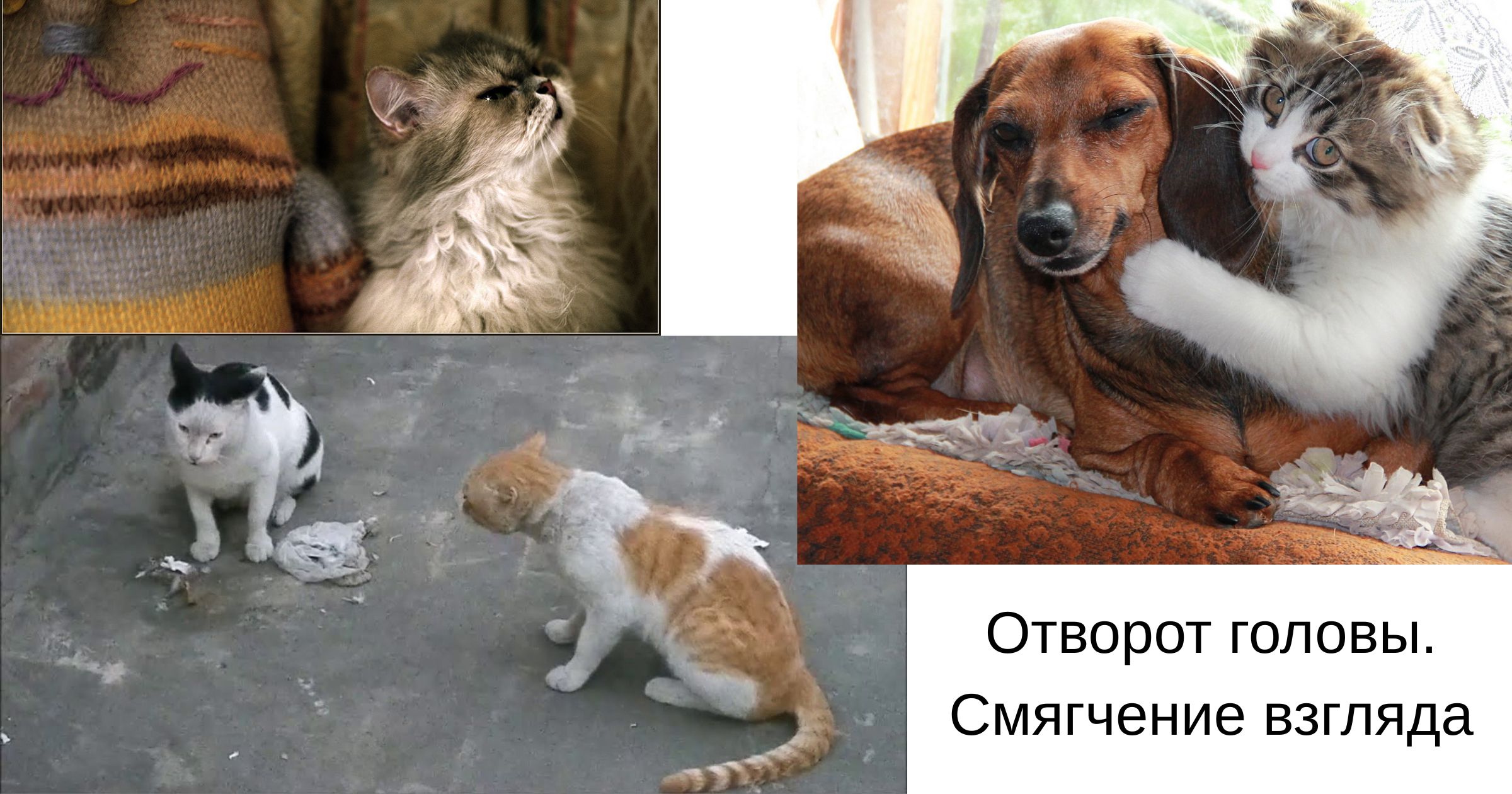 кошка повернула голову в сторону кошка отворачивается