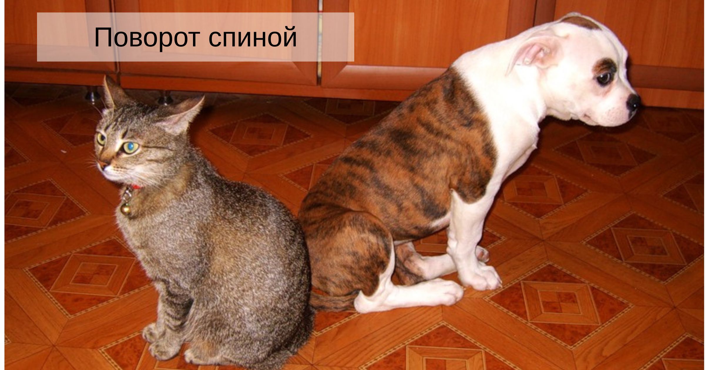 поворот спиной кошка повернулась