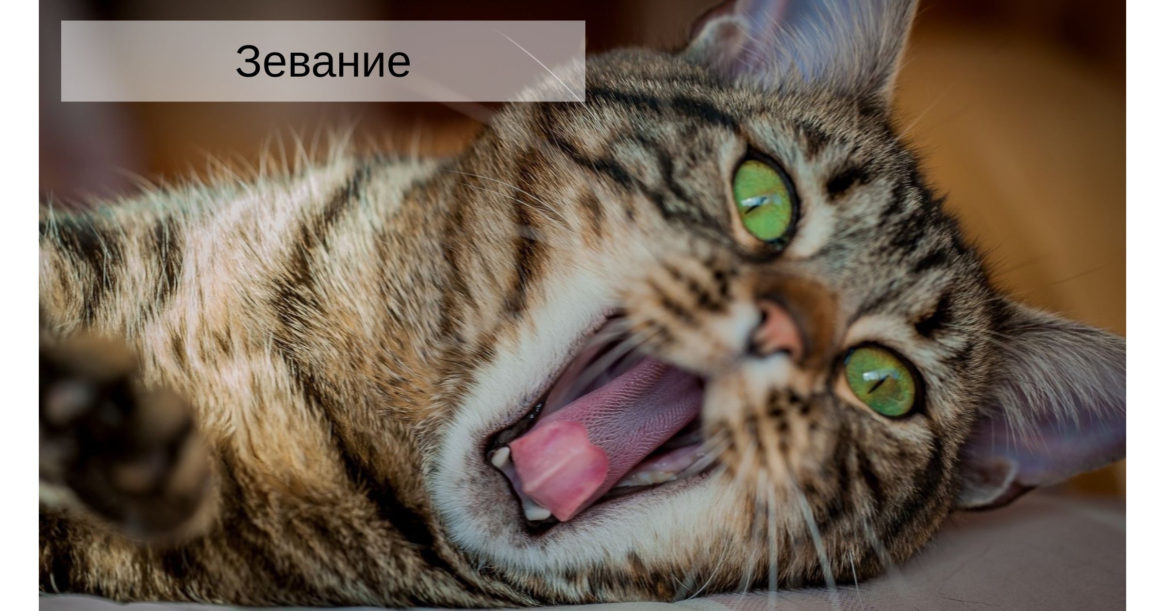 зевание кошки кошка зевает