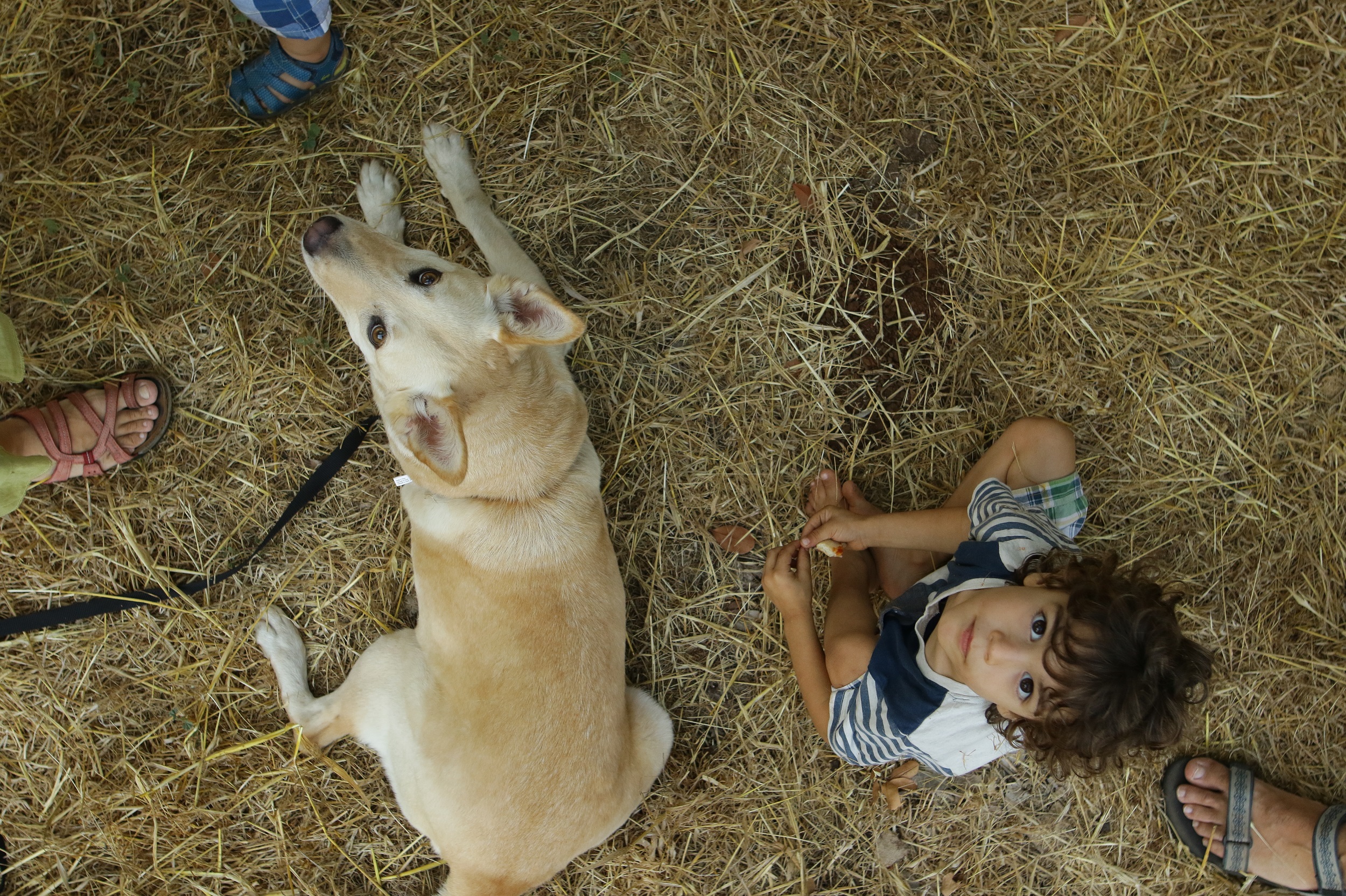 Дети  с собакой