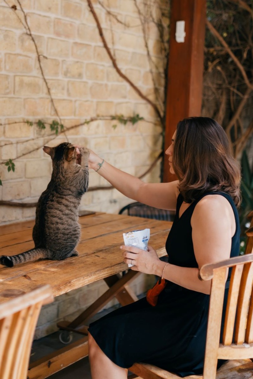 Обучение кошек