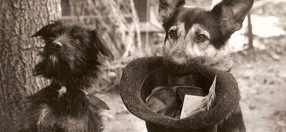 цены школы дрессировки собак