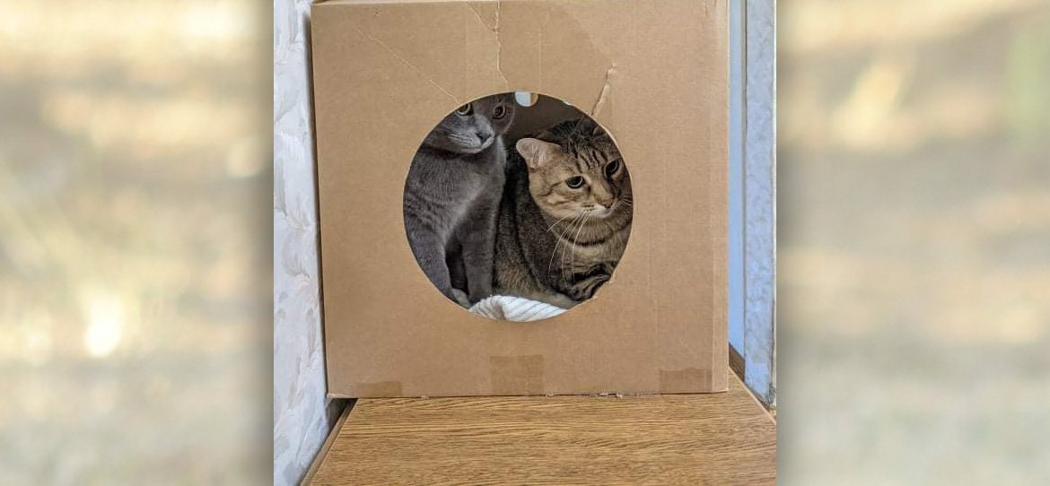 Коррекция поведения кошек