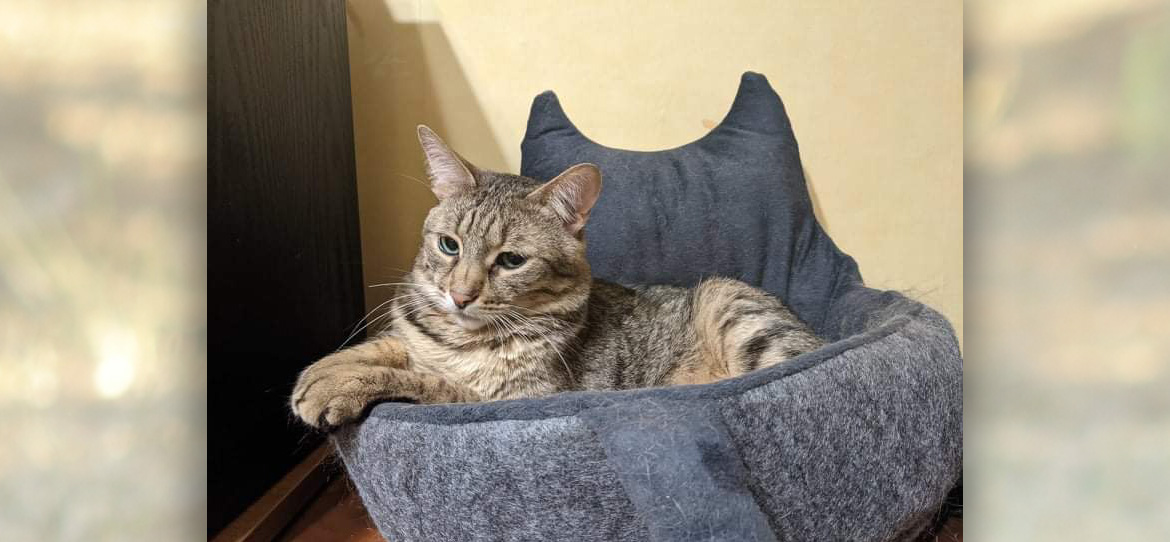 Обучение кошек
